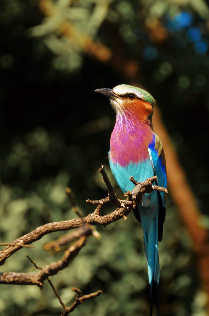 De kleurrijke Vorkstaart scharrelaar is een van onze favoriete vogels!