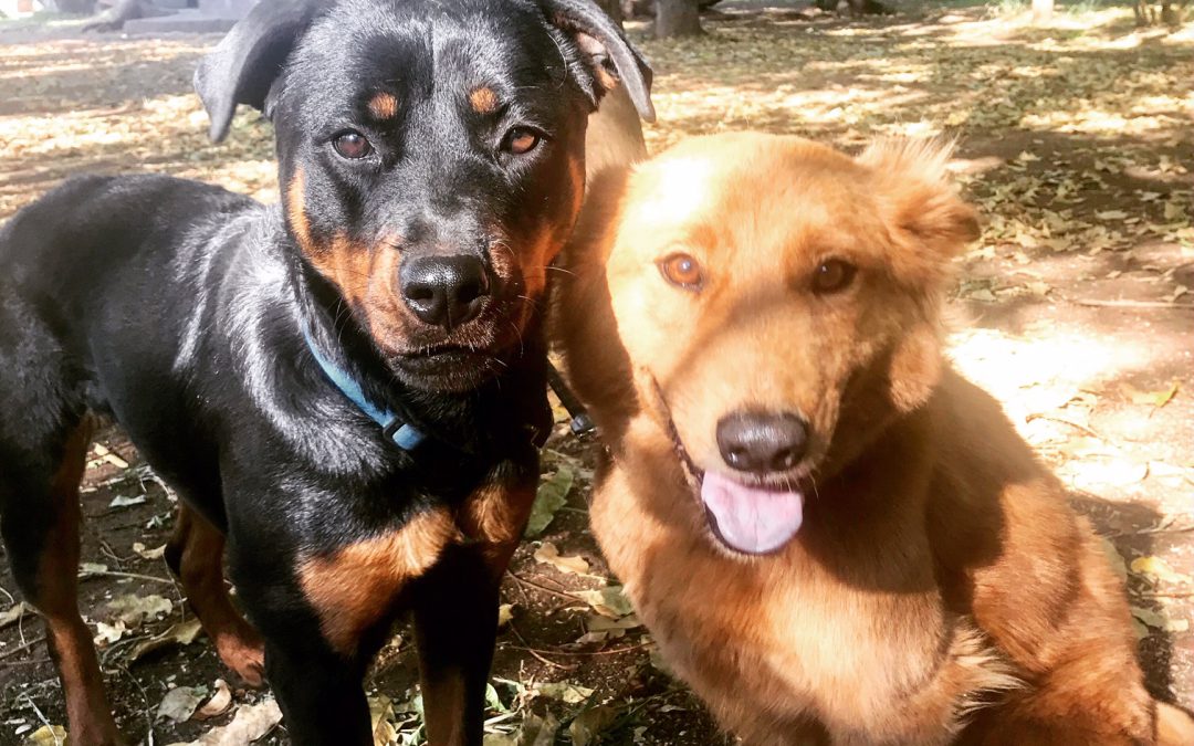 Suikerrietvelden en de Afrikaanse maffia