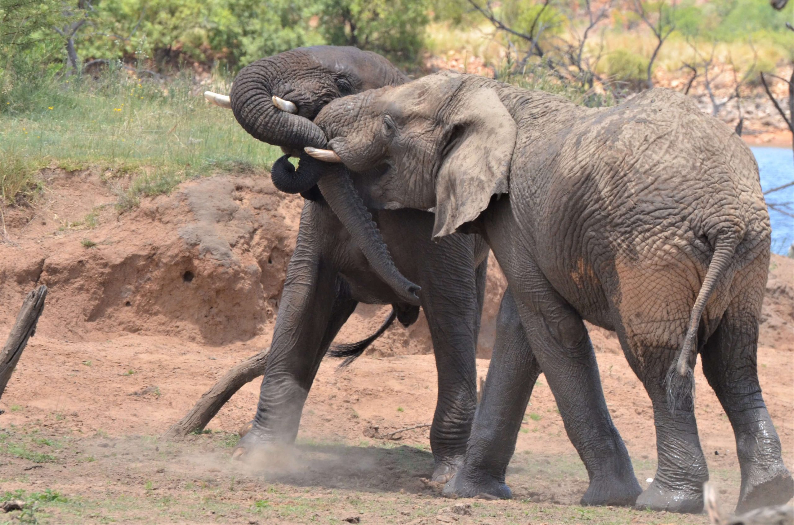 Fighting elephants