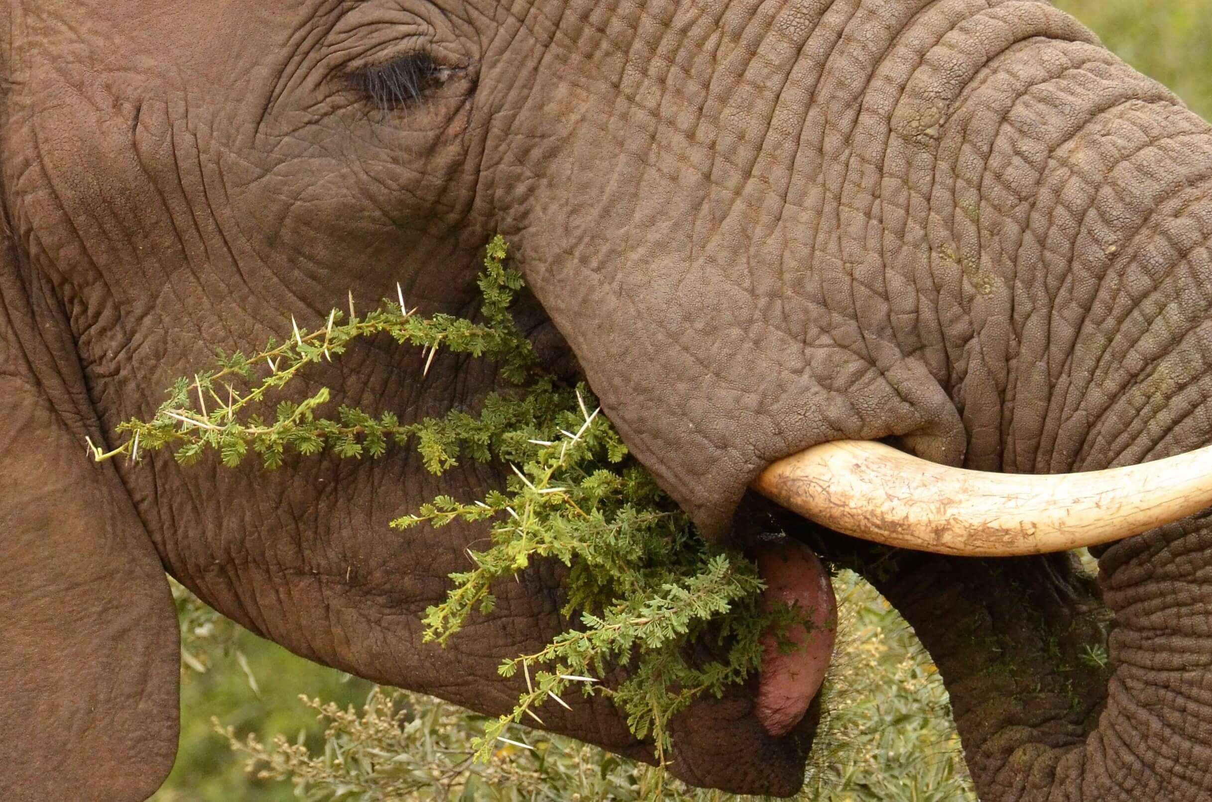Eating elephant