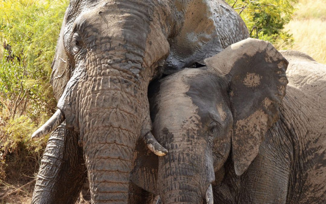 Uitdagingen en successen van olifanten in Malawi