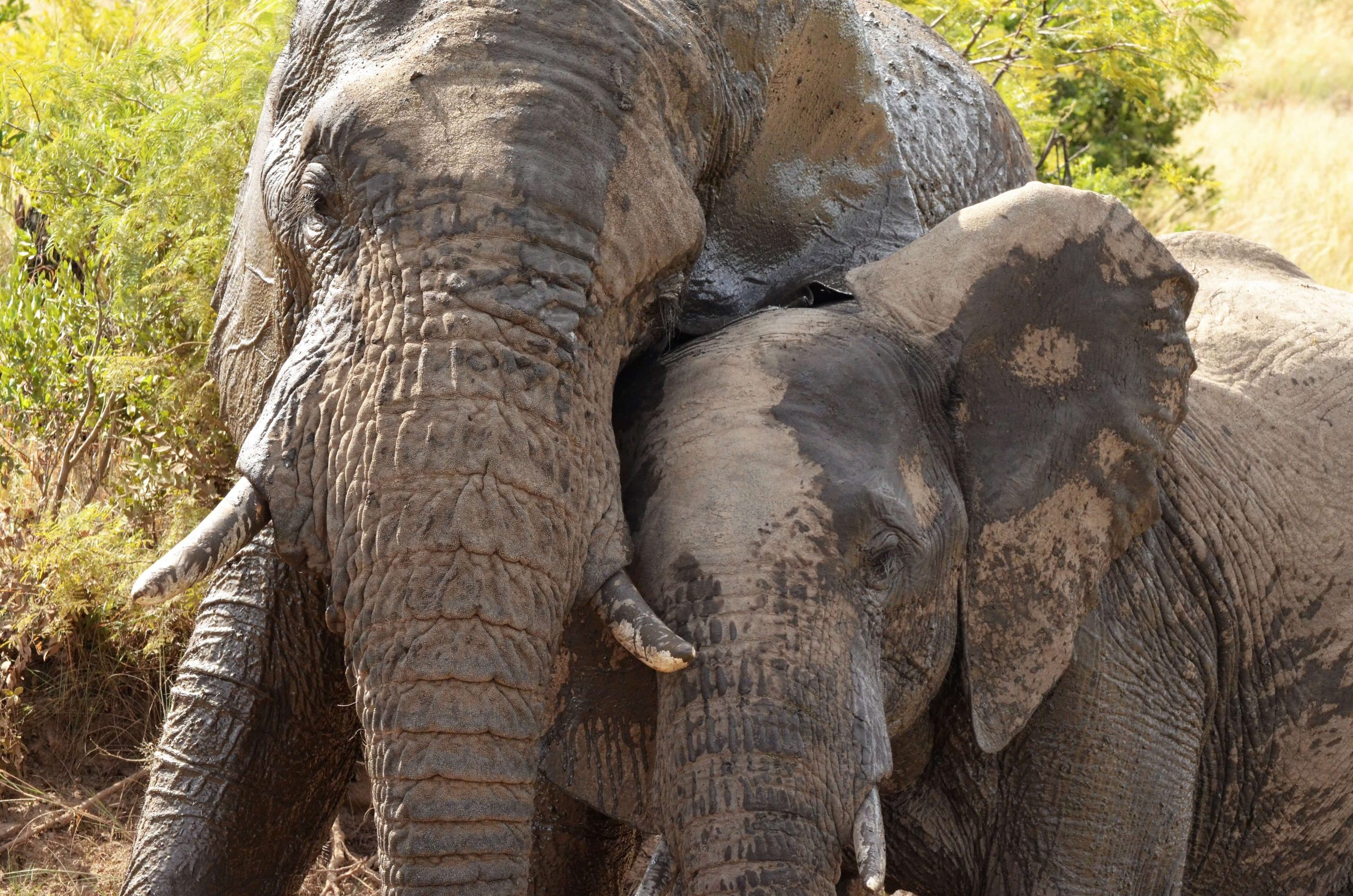 Cuddling elephants