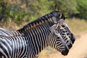 Zebra's op safari in Malawi's Kuti Wildlife Reserve