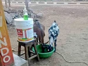 Goats drinking from a bucket