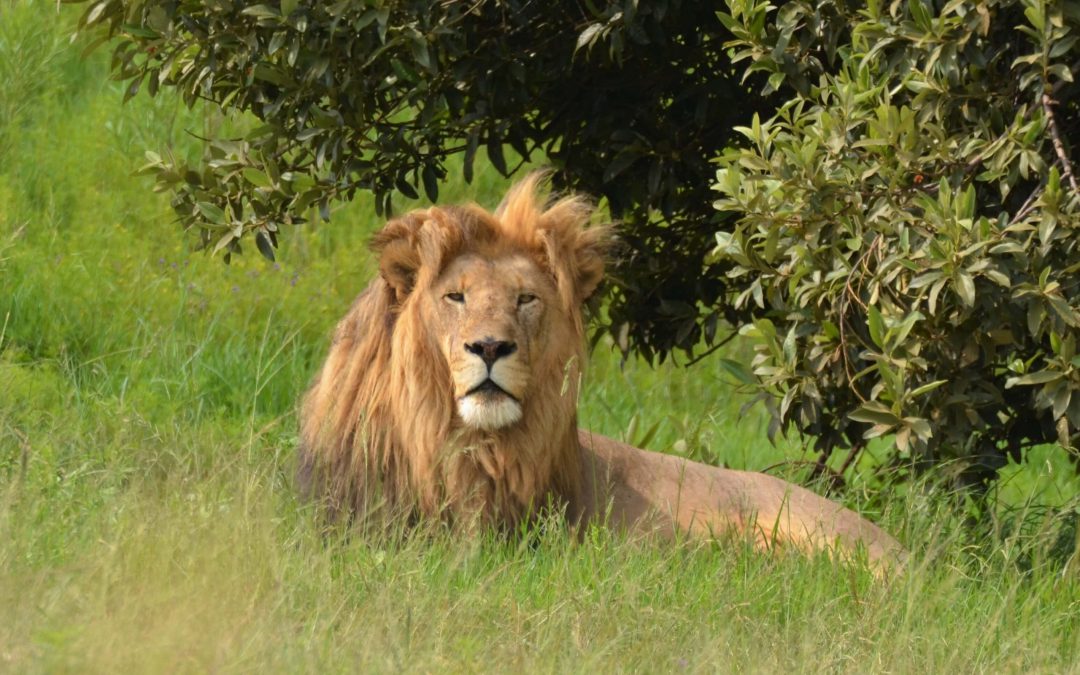 Leeuwen in Malawi; een brullend herstel
