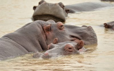 Nijlpaarden in Malawi; vegetariërs met een grote mond