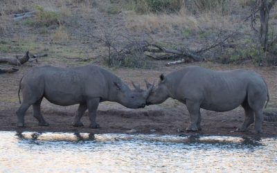 Black rhinos in Malawi; saving this endangered species?