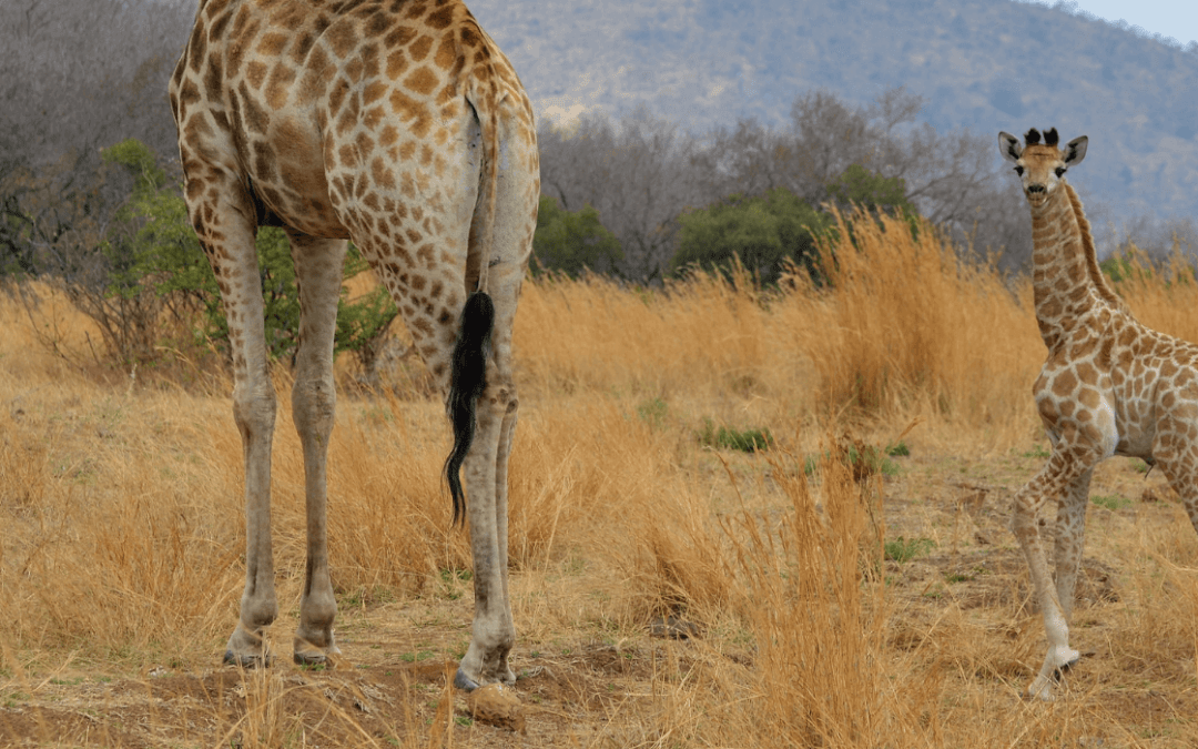 African animals and love; 7 special relationships