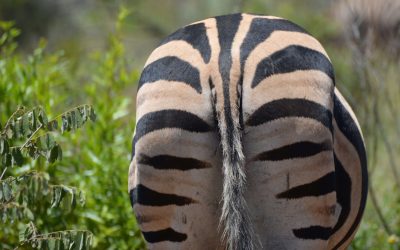 Zebras in Malawi; barcodes in the bush