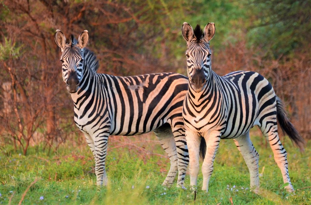 Twee zebra's