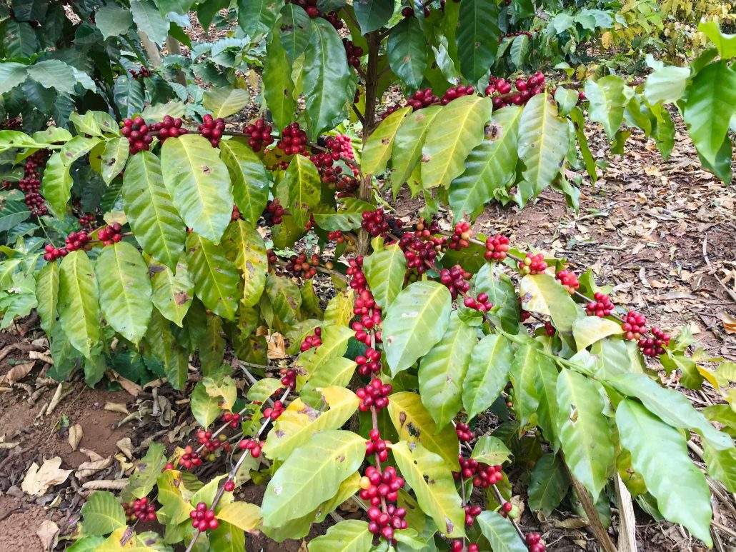 Malawi koffie struik