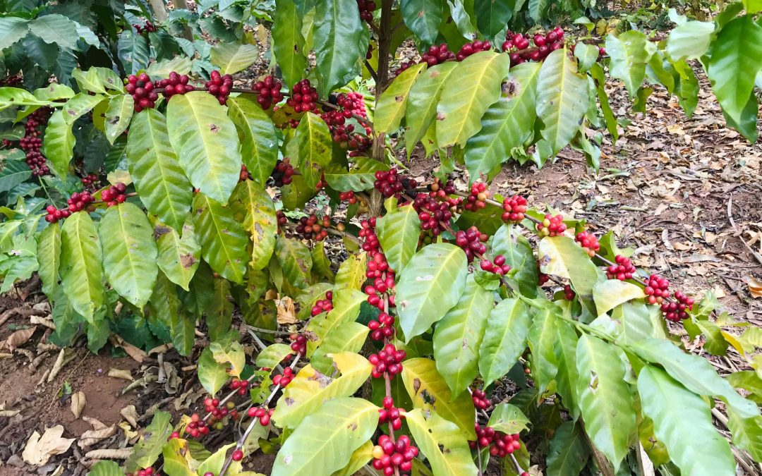 Drink Malawi koffie om het regenwoud te beschermen