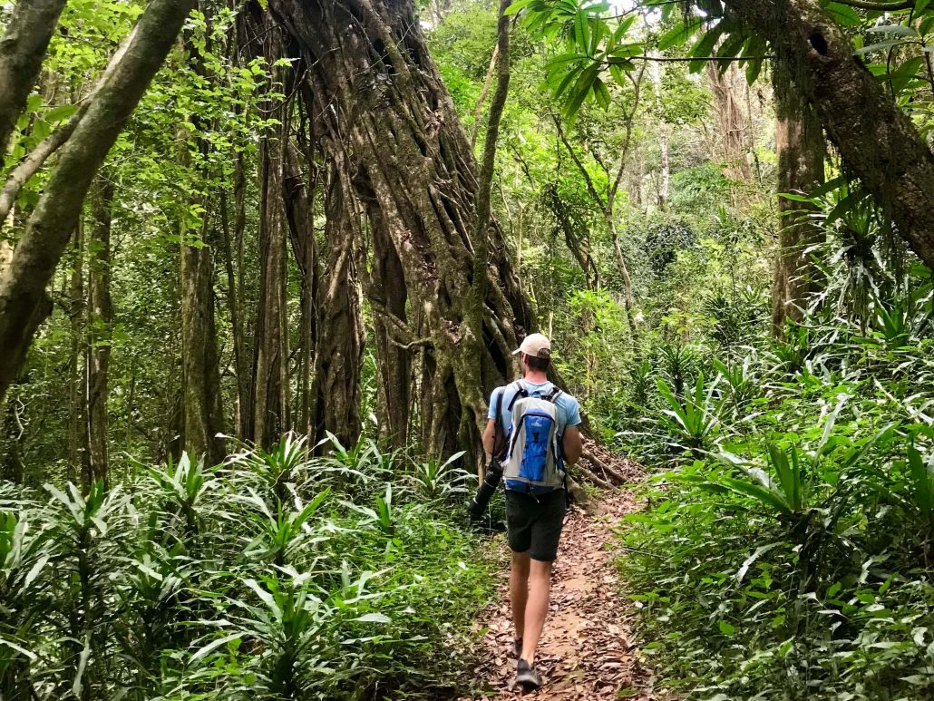 Hessel walks past a large tree at Ntchisi