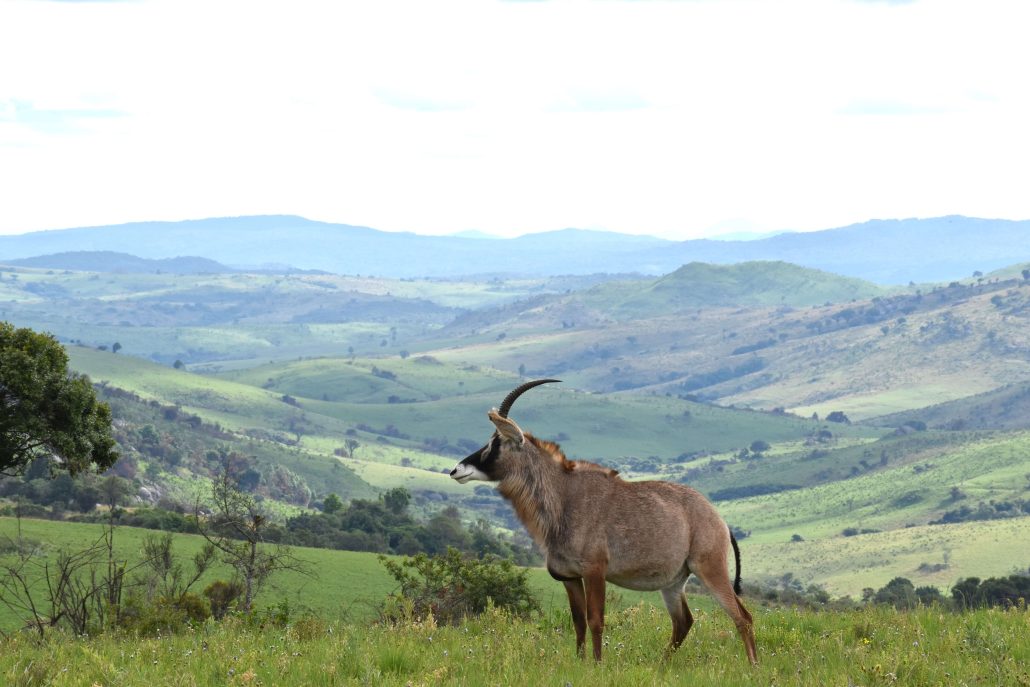 Roan antelope in de heuvels van het Nyika Plateau