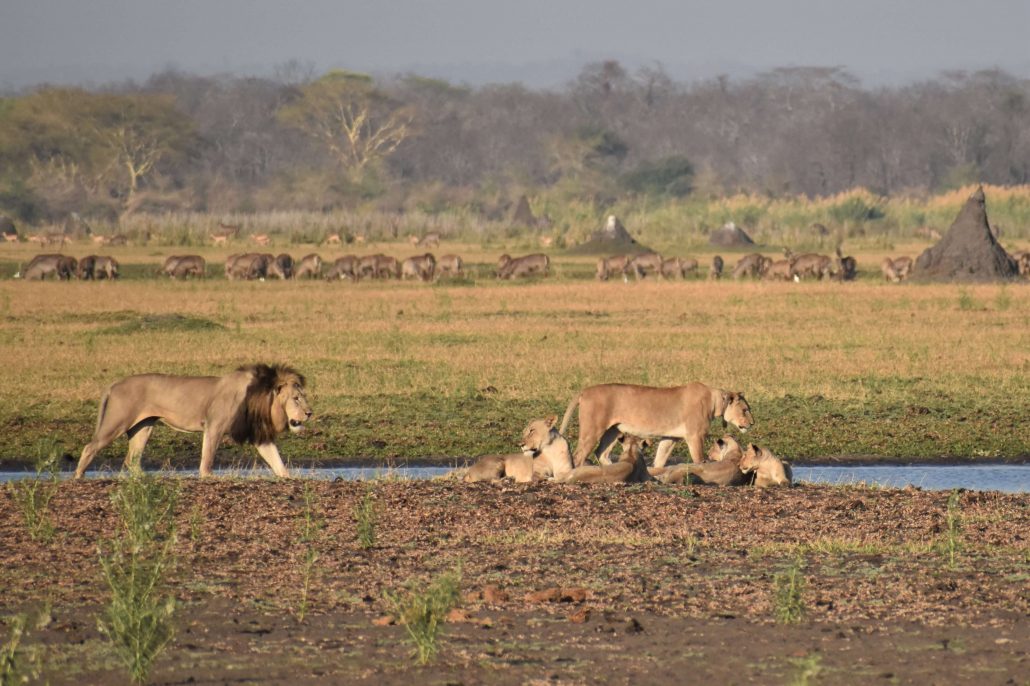 Een familie leeuwen langs de rivier. Aan de overkant staan antilopen in het gras.