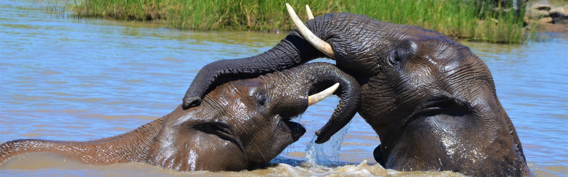 Malawi rondreizen: 2 in het water spelende olifanten