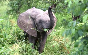 Jonge olifant met z'n slurf omhoog