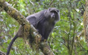 Samango aap in Zomba