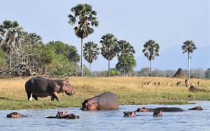 Rivier in Malawi met nijlpaarden