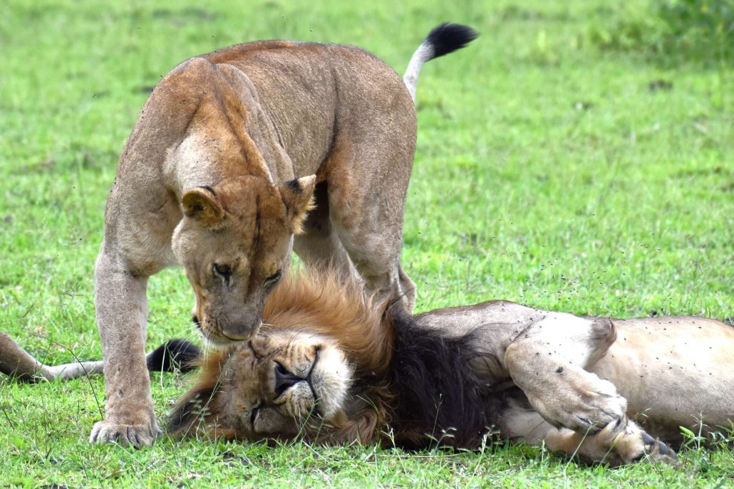 Leeuw en leeuwin op safari in Malawi