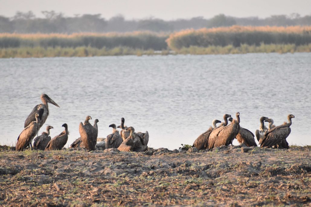 White-backed Vultures and a Marabou Stork