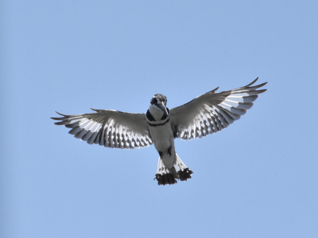 Hovering Pied Kingfisher