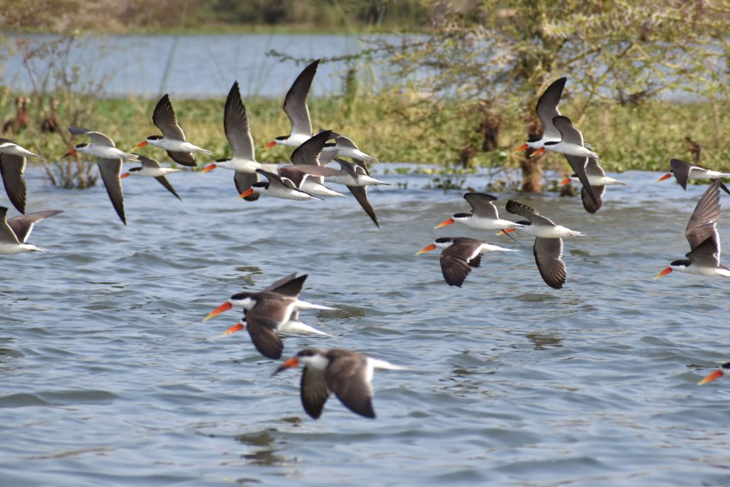 African Skimmers on the Shire River in Malawi
