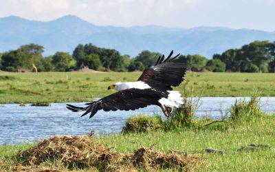 Discover amazing African birds in Malawi!