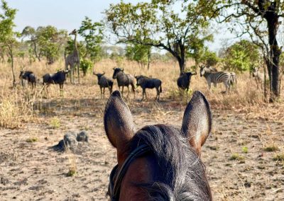 Gnoes, giraffe en zebras gezien tussen de oren van een paard