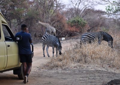 Giraffe en zebras voor de auto in Kuti Wildlife Reserve in Malawi