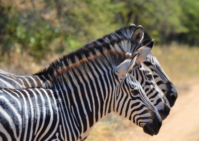 Drie zebra's op een rij bij Kuti Wildlife Reserve in Malawi
