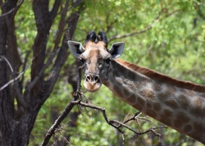 Ginny de giraffe bij Kuti Wildlife Reserve in Malawi