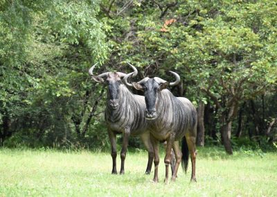 Gnoes bij Kuti Wildlife Reserve in Malawi