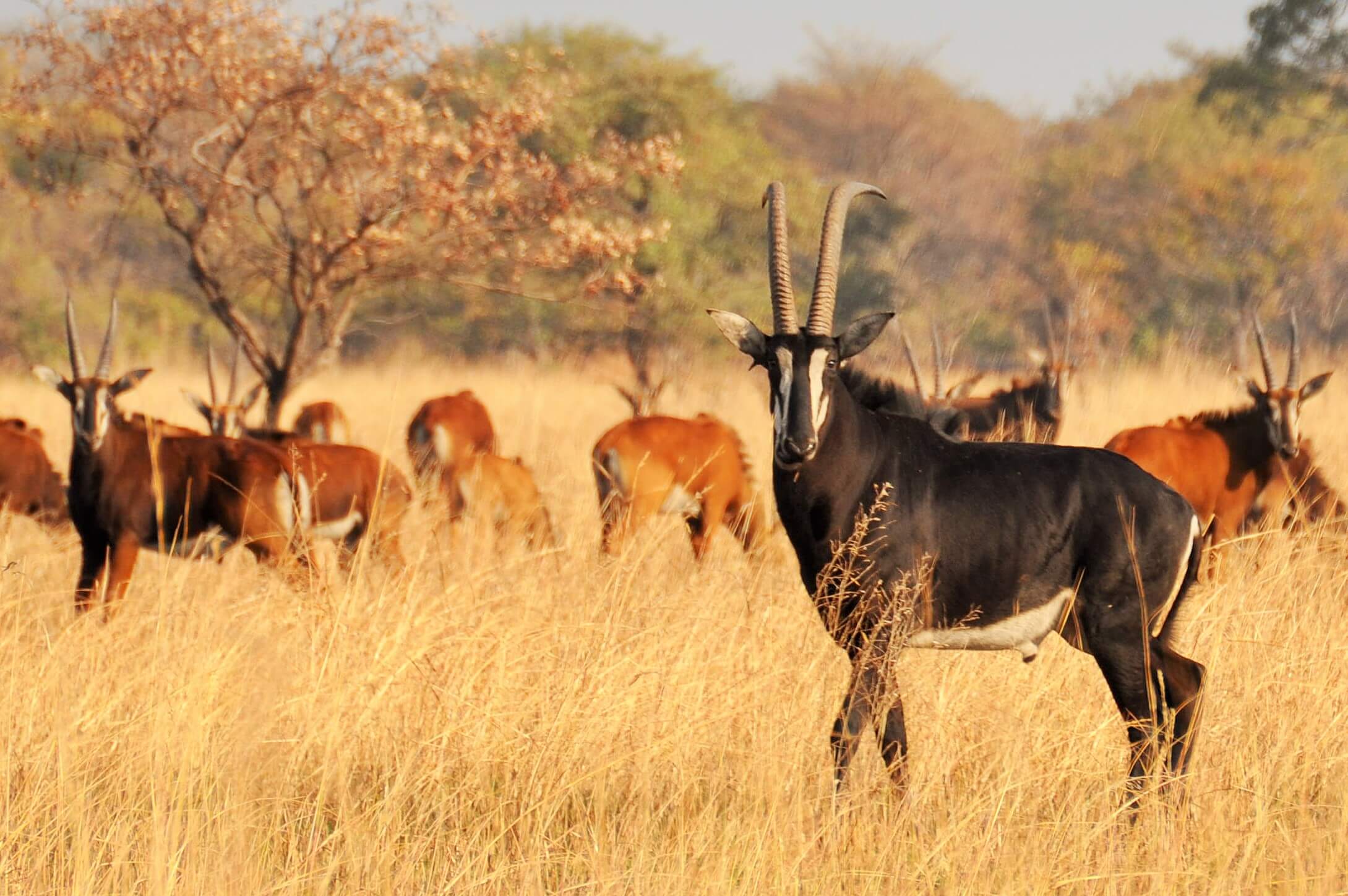 Kuti Wildlife Reserve safari sable antelopes Sable antelopes at Kuti Wildlife Reserve in Malawi