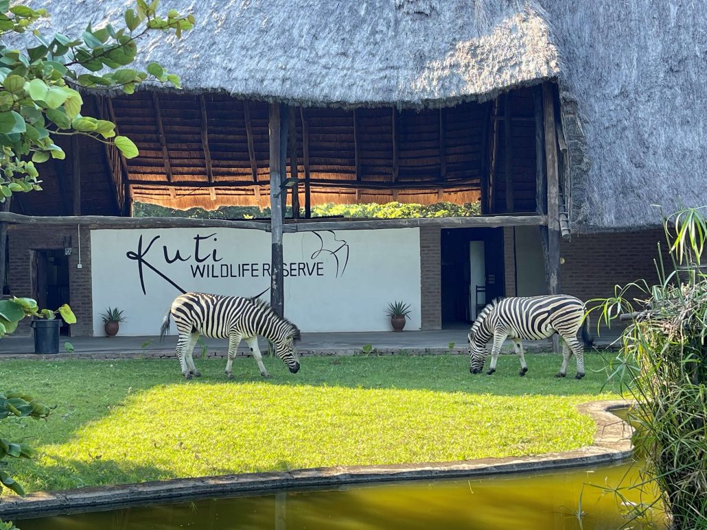 Zebra's aan het grazen bij het Kuti restaurant