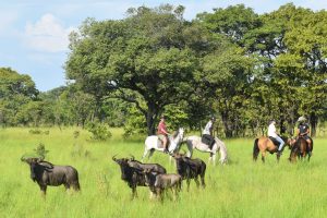 Paardrij safari met wildebeesten in Kuti Wildlife Reserve, Malawi